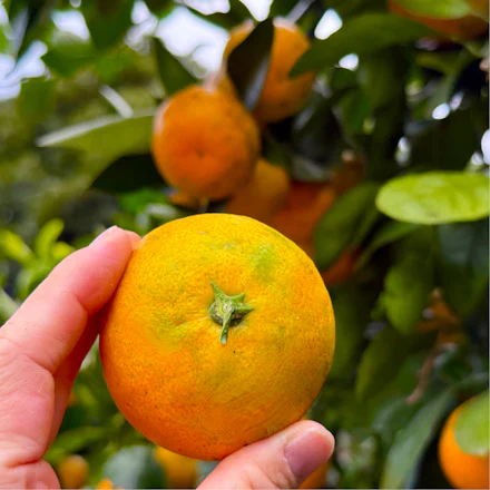 【三浦】花菖蒲園跡を再生─ザ・作兵衛フルーツガーデンの50品種ブルーベリーと40年のみかん園